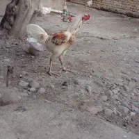 فروشی|حیوانات مزرعه|مزرعه کتول, |دیوار