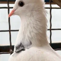 تعدادی کبوتر گلچین به شرط به دلیل تعغیر مکان