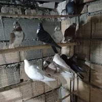 کبوتر گرفتنی عالی