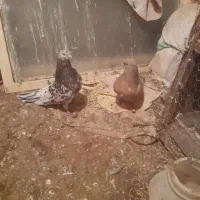 فروشی  کبوتر