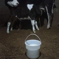 گاو با گوساله نر