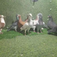 ۱۶ماده هوای کفتر کویتی کرمانی