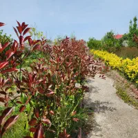 باغ ویلای سه هزار متری|فروش خانه و ویلا|آستانه اشرفیه, |دیوار