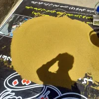 بذر یونجه مهاجران|عمده‌فروشی|لالجین, |دیوار