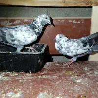 کبوتر|پرنده|قشم, |دیوار