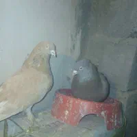 ۴۰ عدد کبوتر سینه ای و دم سفید