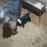 فروش  بز بزغاله