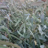 اکالیپتوس دوساله تولید اصفهان در فضای باز|خدمات باغبانی و درختکاری|اصفهان, سودان|دیوار