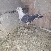 11 تا زد خوردی کفتر برغان به شرط پرش با فیلم