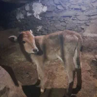 گاو گوساله|حیوانات مزرعه|سروآباد, |دیوار