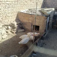 ۳عددغاز محلی در دهپیاز|حیوانات مزرعه|همدان, |دیوار