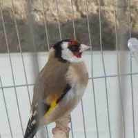 سهره نرو ماده