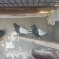 کفتر فروشی|پرنده|مشهد, منزل آباد|دیوار