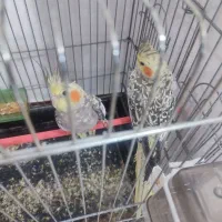 عروس هلندی