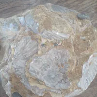 سنگهای‌صدف‌و‌مرجان|کلکسیون اشیاء عتیقه|ارومیه, |دیوار