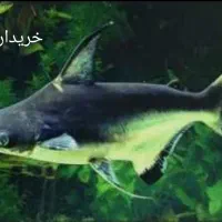 کوسه گوشت خوار