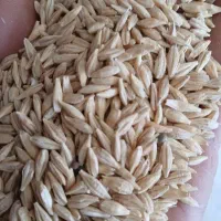 جو آبی تمیز و چاق