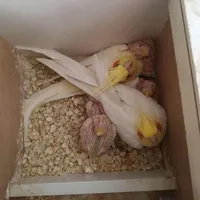 نگهداری از انواع طوطی سانان|پرنده|رفسنجان, |دیوار