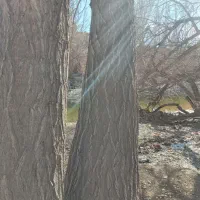 خرید و فروش  انواع چوب سربرداری کف بری حرس کردن|خدمات باغبانی و درختکاری|باغ بهادران, |دیوار