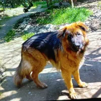 سگ ژرمن شپرد اصل