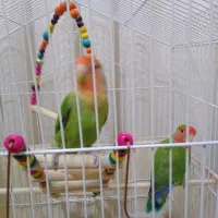 ۲ عدد کوتوله برزیلی