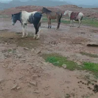 اسب عروسک|اسب و تجهیزات اسب‌سواری|مسجد سلیمان, |دیوار