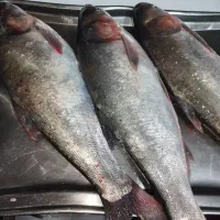 فروش ماهی و میگو ارسال رایگان تسویه بعد از تحویل