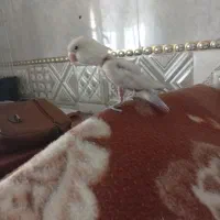 طوطی برزیلی|پرنده|چهاردانگه (تهران), |دیوار