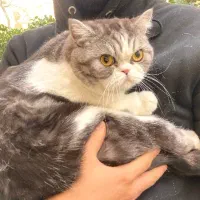 واگذاری گربه اسکاتیش پرشین