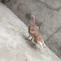 بوقلمون بوربون
