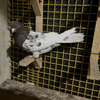 کبوتر سبز،،دم سفید،،کله ای