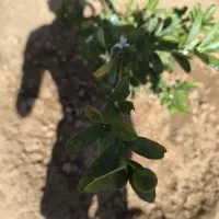 نهالهای چهارفصل صددرصد پرگل و پر میوه و درجه یک|گل و گیاه طبیعی|شیراز, احمدی جنوبی|دیوار