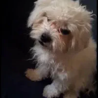 سگ پشمالو سفید