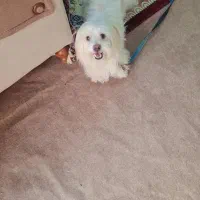 سگ باهوش حرف گوش کن|سگ|اهواز, کوی طالقانی|دیوار