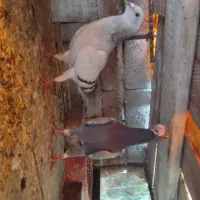 کبوتر بغدادی