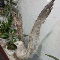 دکور|صنایع دستی و سایر لوازم تزئینی|سنقر, |دیوار