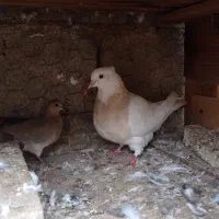 طوقی|پرنده|آبپخش, |دیوار