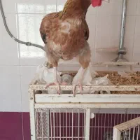 مرغ شهری تخم گذار