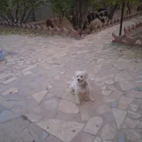 سگ پاپی لوس