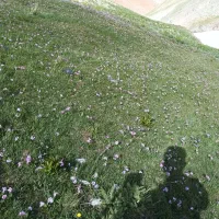 گوسفند ۱۰۰راس