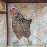 مرغ محلی|حیوانات مزرعه|فیروزآباد (فارس), |دیوار