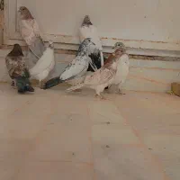 جوجه پرشی تضمینی|پرنده|میبد, |دیوار