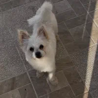 سگ شیدزو پامری|سگ|بانه, |دیوار