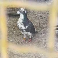 عربستان رنگ خاص