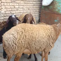 شک مغان و  شک افشار باب داشت