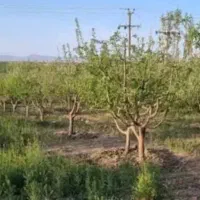 فروش قطعه زمین باغ ویلا (طلاب) دیزج لیلی خانی