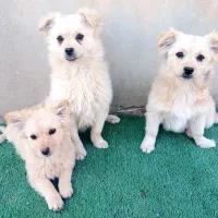 توله های پامر اشپیتز