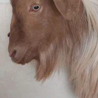 ذبح گوسفند زنده و گوسفند خونی|خدمات پذیرایی، مراسم|مشهد, انقلاب|دیوار