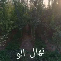 نهالستان پارس درخت گیلاس نهال|خدمات باغبانی و درختکاری|مشهد, خواجه ربیع|دیوار