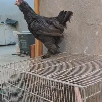 مرغ تخم‌کن ریشو پاپر